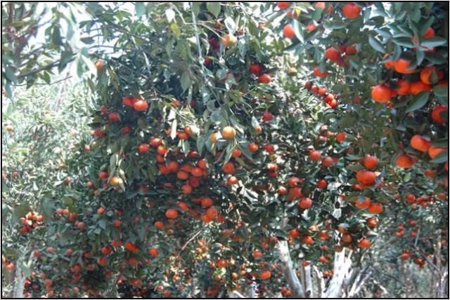 Vườn quả sử dụng phân bón GAP - Công Ty TNHH Khoa Học Kỹ Thuật Nông Nghiệp 1